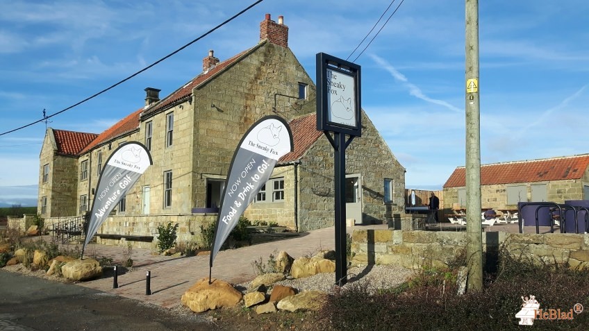 The sneaky fox ( the former grapes) out  Saltburn by the sea